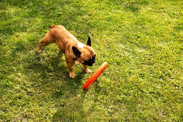 Zabawny Francuski Buldog Bawi Się Zabawką Zielonym Trawniku Buldogi Francuskie — Zdjęcie stockowe