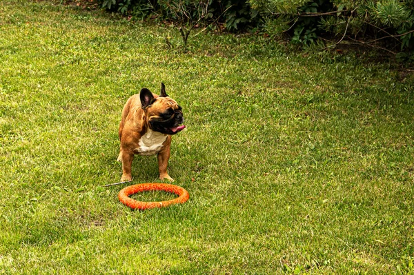 Fransız Buldog Yeşil Çimenlikte Bir Oyuncakla Oynuyor Fransız Bulldogları Çok — Stok fotoğraf