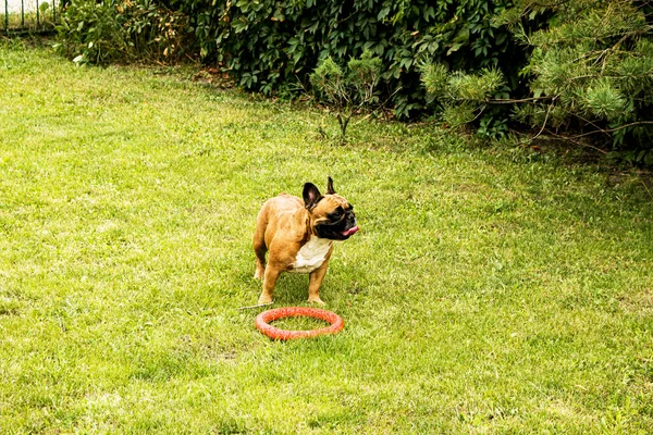 Vicces Francia Bulldog Játszik Egy Játékkal Zöld Gyepen Francia Bulldogok — Stock Fotó