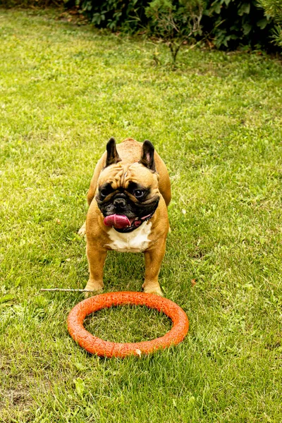 Funny french bulldog plays with a toy on a green lawn. French Bulldogs are very playful.