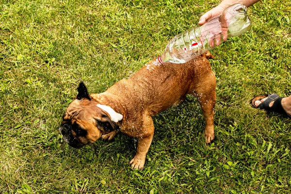 夏になると ホステスは犬に瓶から水を注ぐ フランスのブルドッグは水で水をやるのが好きだ — ストック写真