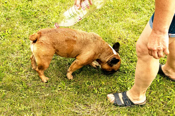 Летом Жарко Хозяйка Наливает Воду Бутылки Свою Собаку Французский Бульдог — стоковое фото