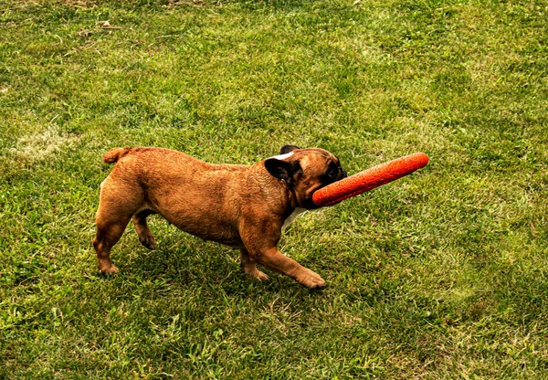 Vicces Francia Bulldog Játszik Egy Játékkal Zöld Gyepen Francia Bulldogok — Stock Fotó