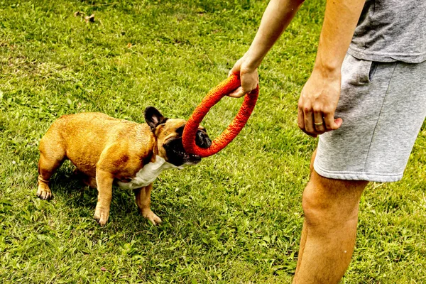 Lustige Französische Bulldogge Spielt Mit Einem Spielzeug Auf Einem Grünen — Stockfoto