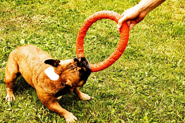 Lustige Französische Bulldogge Spielt Mit Einem Spielzeug Auf Einem Grünen — Stockfoto