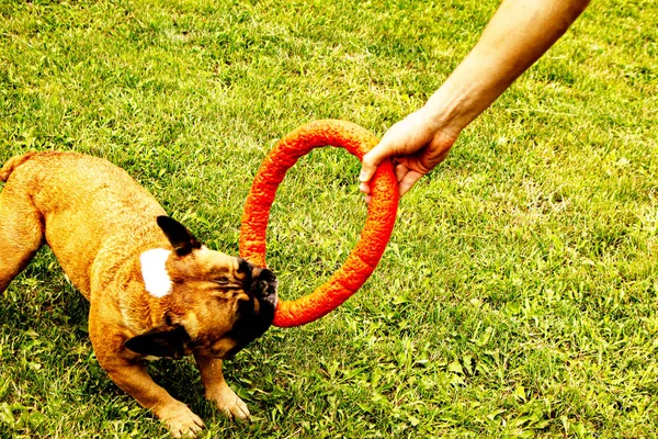 Funny French Bulldog Plays Toy Green Lawn French Bulldogs Very — Stock Photo, Image