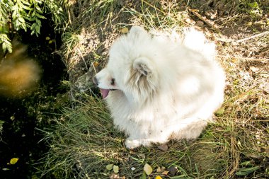 Beyaz tüylü Sibirya Samoyed Husky 'si pembe bir dili çıkmış, dost canlısı görünüyor. Evcil hayvan konsepti.