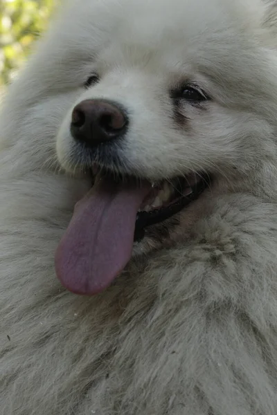 Blanco Esponjoso Siberiano Samoyado Husky Amigable Con Una Lengua Rosa —  Fotos de Stock