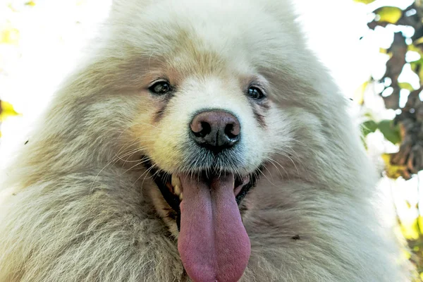 Een Witte Pluizige Siberische Samoyed Husky Ziet Vriendelijk Uit Met — Stockfoto