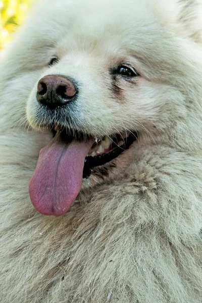 A white fluffy Siberian Samoyed husky looks friendly with a pink tongue sticking out. Pets concept.