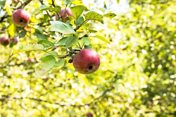 Organiczne Jabłka Owoce Bez Chemicznego Spryskiwania Sad — Zdjęcie stockowe