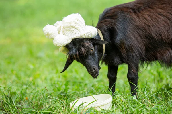 Una Strana Capra Nana Con Berretto Bianco Testa Umorismo Durante — Foto Stock