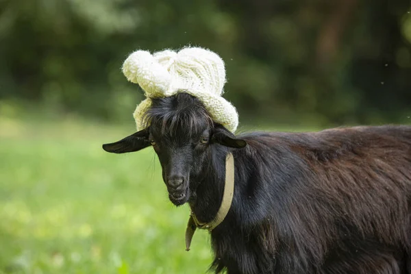Uma Cabra Anã Engraçada Com Boné Branco Cabeça Humor Durante — Fotografia de Stock
