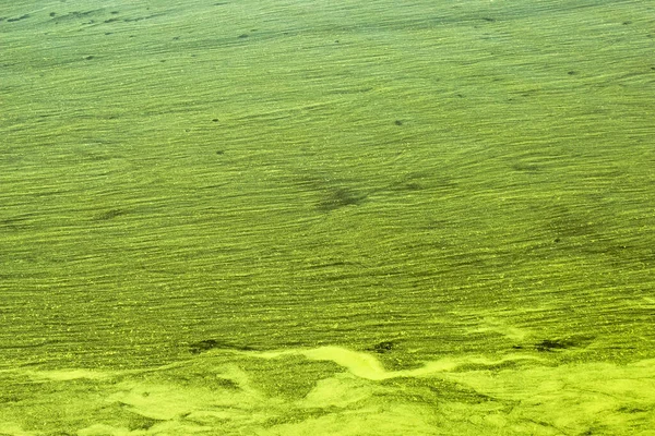 緑の背景 夏の終わりまでに川や湖の水は緑に変わります — ストック写真