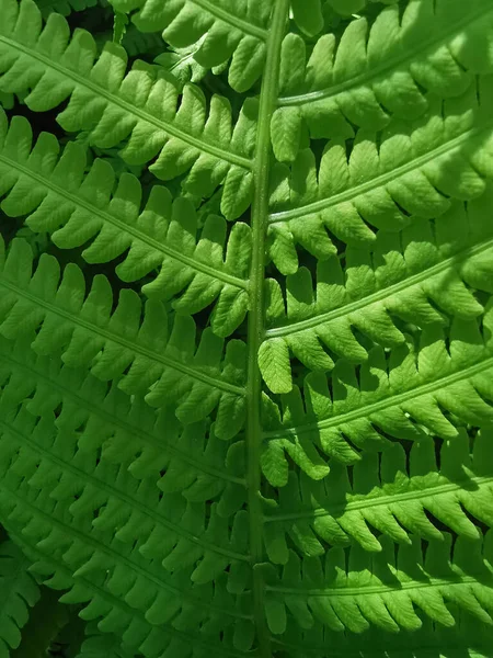 Zielona Paprotka Odchodzi Tle Naturalna Faktura Liście Naturalne Kwiatowe Tło — Zdjęcie stockowe
