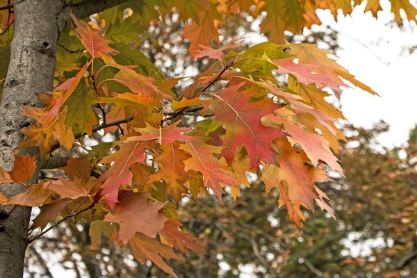 Autumn yellow leaves of maple tree in autumn park. Yellowed maple leaves on blurred background. Golden autumn concept. Copy space