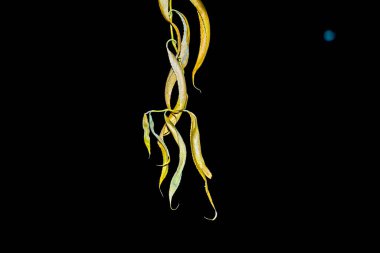 Sonbahar parkı, sarı turuncu ağaç yaprakları yakın plan, seçici odaklanma. Arka plan için sonbahar ormanında manzara, güzel sonbahar doğası. Sonbahar mevsimi konsepti.