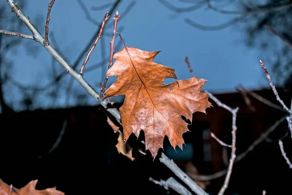 나무를 클로즈업하고 선택적으로 집중하는 오렌지 아름다운 풍경을 배경으로 가을의 — 스톡 사진