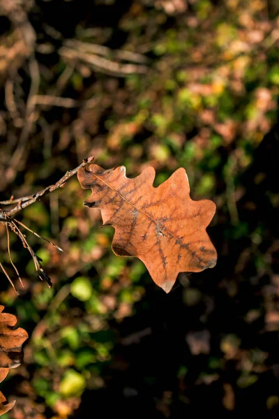 秋の公園 ツリーの黄色のオレンジの葉を閉じると 選択的なフォーカス 背景の秋の森の中のシーンは 美しい秋の自然 秋の季節のコンセプト — ストック写真