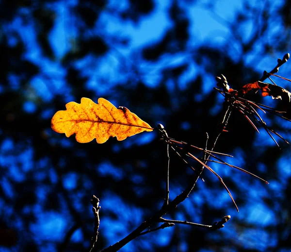 Herbstpark Gelb Orangefarbene Blätter Des Baumes Nahaufnahme Selektiver Fokus Szene — Stockfoto