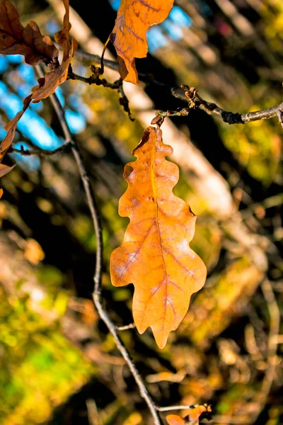 Jesienny Park Żółte Pomarańczowe Liście Bliska Wybiórcza Ostrość Scena Jesiennym — Zdjęcie stockowe