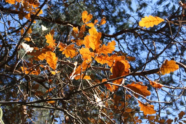 Φθινοπωρινό Πάρκο Κίτρινα Πορτοκαλί Φύλλα Δέντρου Από Κοντά Επιλεκτική Εστίαση — Φωτογραφία Αρχείου