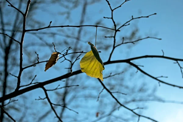 Jesienny Park Żółte Pomarańczowe Liście Bliska Wybiórcza Ostrość Scena Jesiennym — Zdjęcie stockowe