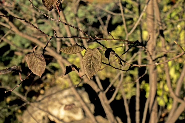 Parco Autunnale Foglie Giallo Arancio Albero Primo Piano Messa Fuoco — Foto Stock