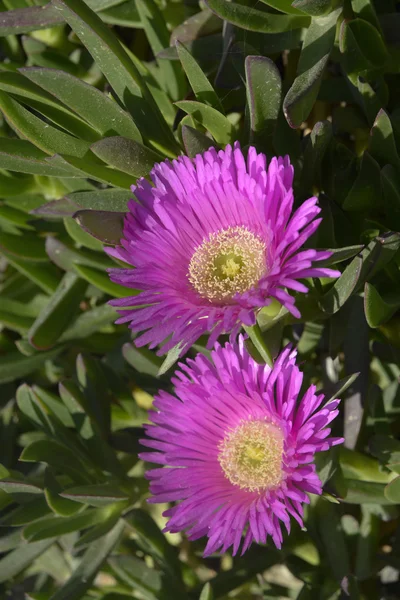 Portulaca çiçek Yunanistan — Stok fotoğraf