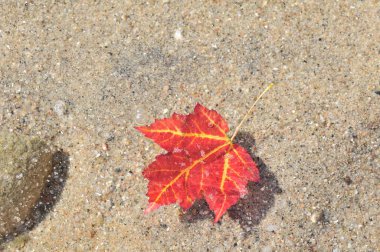 Sonbaharda akçaağaç yaprakları