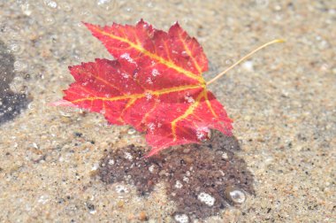 Sonbaharda akçaağaç yaprakları