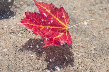Sonbaharda akçaağaç yaprakları