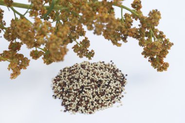 Quinoa bitki ve tohum