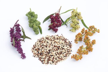 Quinoa bitki ve tohum
