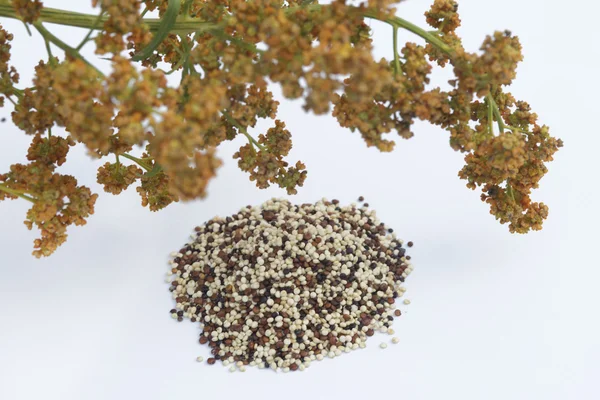 Quinoa roślin i nasion — Zdjęcie stockowe