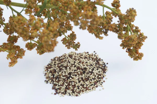 Quinoa bitki ve tohum