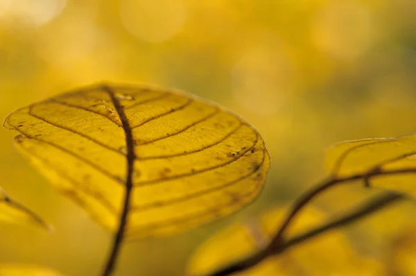 Närbild höst löv — Stockfoto
