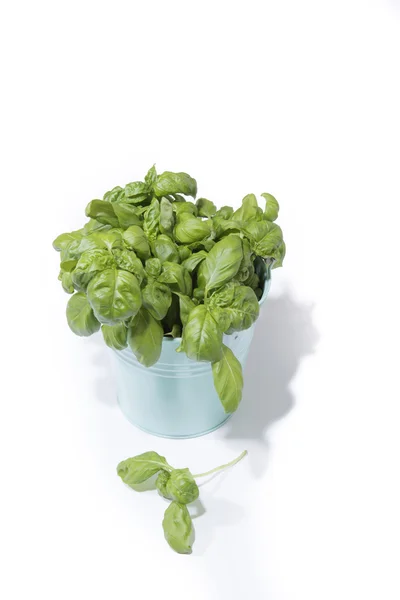 Basil in blue bucket — Stock Photo, Image