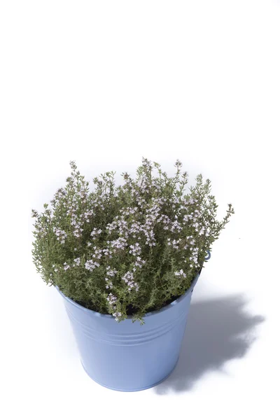 Thyme in blue bucket isolated — Stock Photo, Image