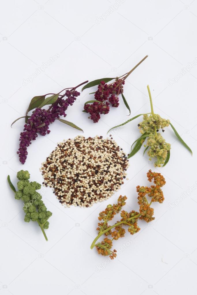 Quinoa plant and seeds — Stock Photo © AnjoKanFotografie 111704694