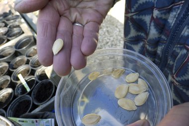 Fidan plastik kap içinde tutan