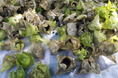 tohumlar bitki kesmek