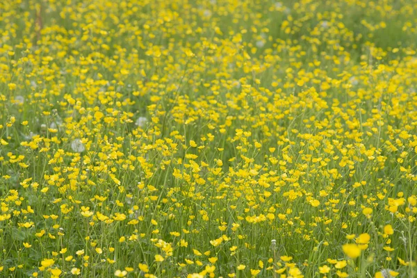 Buttercups in field — Stock Photo, Image