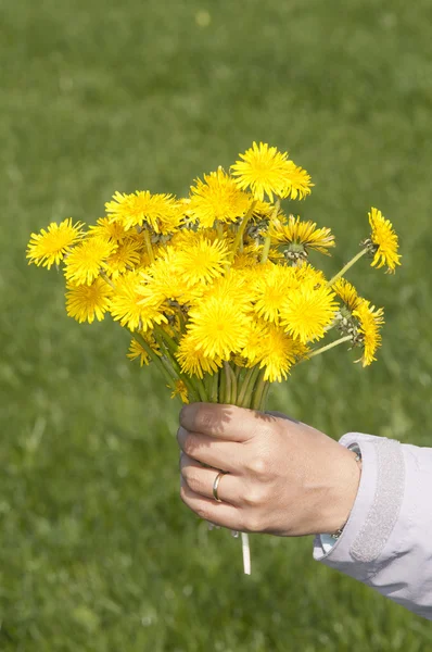 Holding bouquet of dandelion — Stock Photo, Image