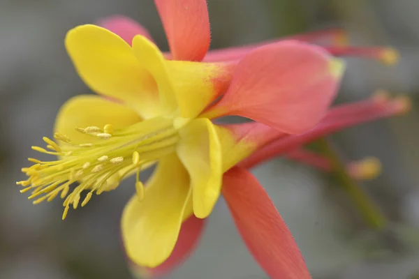 Yellow and orange Aquilegia in garden — Stock Photo, Image