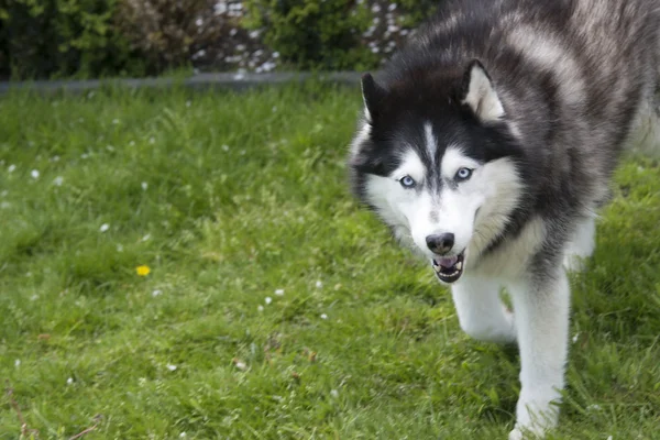 Bahçe yürüme husky köpek — Stok fotoğraf