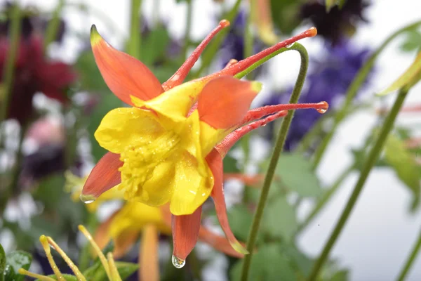 庭の黄色とオレンジ色のオダマキ — ストック写真