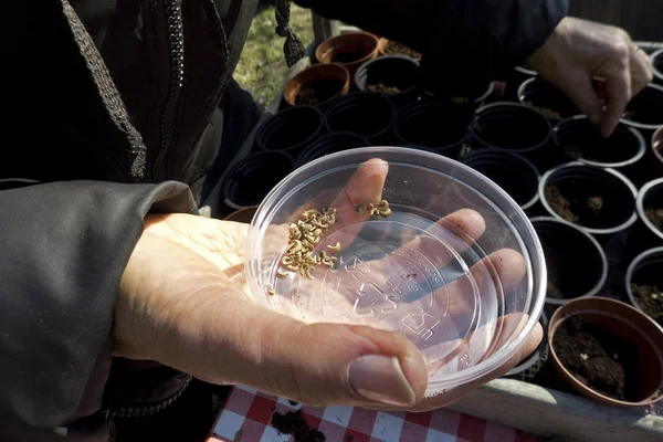 Holding seedlings in palstic container — Stock Photo, Image