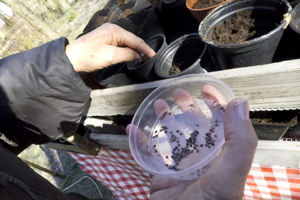 Holding seedlings in palstic container — Stock Photo, Image