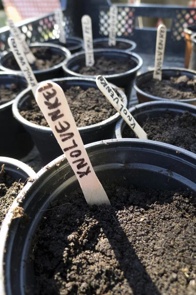 Recipientes de plástico para plantação de funcho — Fotografia de Stock